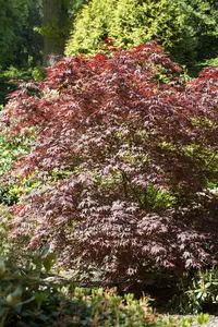 Acer palm. 'Bloodgood' 125-150   C20 - afbeelding 2