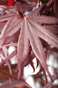 Acer palm. 'Bloodgood' 200-250   C50 - afbeelding 5