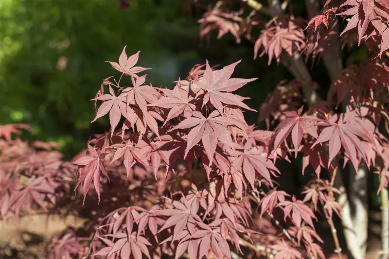 Acer palm. 'Bloodgood' 200-250   C50 - afbeelding 3