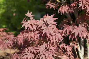 Acer palm. 'Bloodgood' 200-250   C50 - afbeelding 3