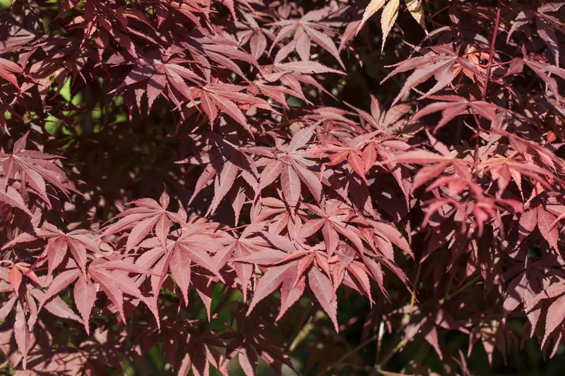 Acer palm. 'Bloodgood' 200-250   C50 - afbeelding 4