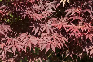 Acer palm. 'Bloodgood' 200-250   C50 - afbeelding 4