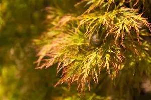 Acer palm. 'Dissectum' 175-200 C20 - afbeelding 4