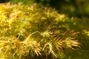 Acer palm. 'Dissectum' 80-100   C35 EXTRA - afbeelding 3