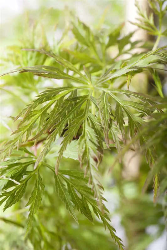 Acer palm. 'Emerald Lace' 125-150   C20 - afbeelding 4