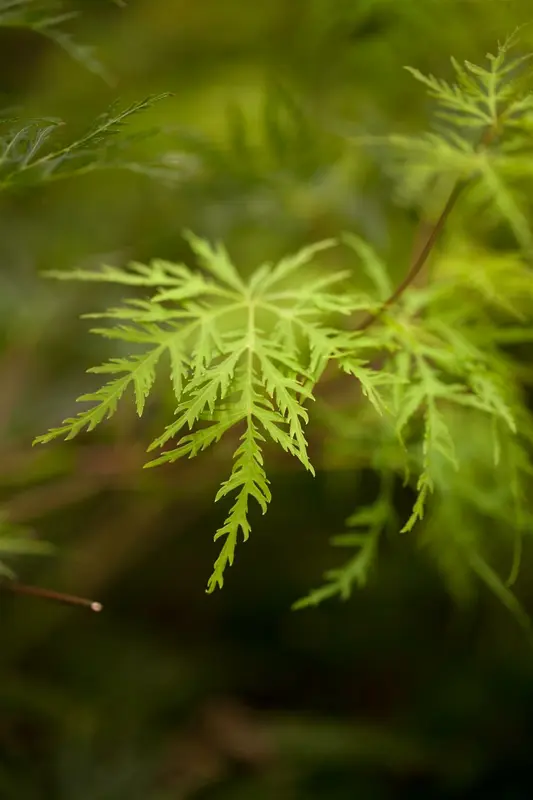 Acer palm. 'Emerald Lace' 80-100   C10 - afbeelding 2