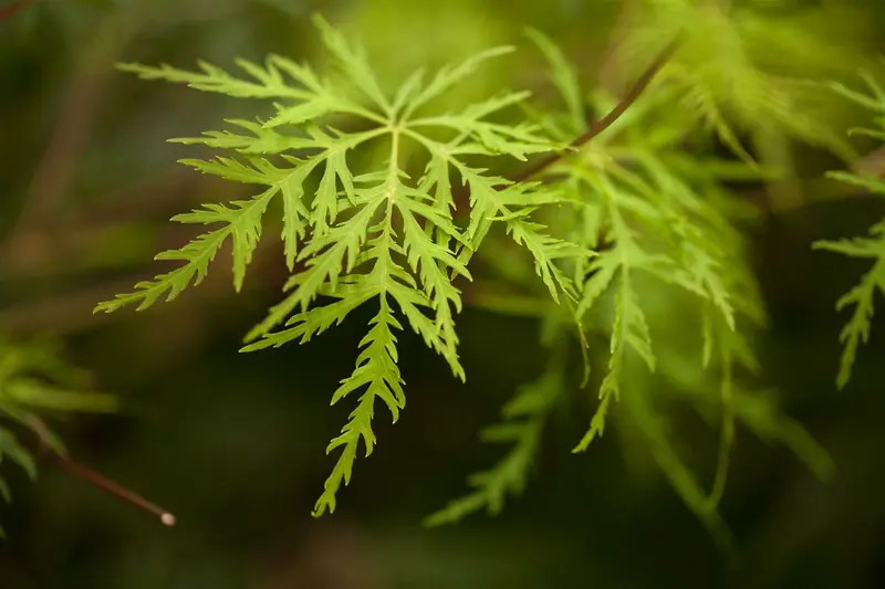 Acer palm. 'Emerald Lace' 80-100   C10 - afbeelding 3