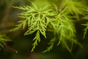 Acer palm. 'Emerald Lace' 80-100   C10 - afbeelding 3