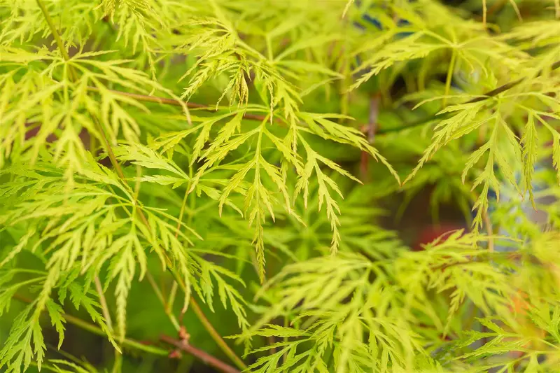 Acer palm. 'Emerald Lace' 80-100   C10 - afbeelding 5