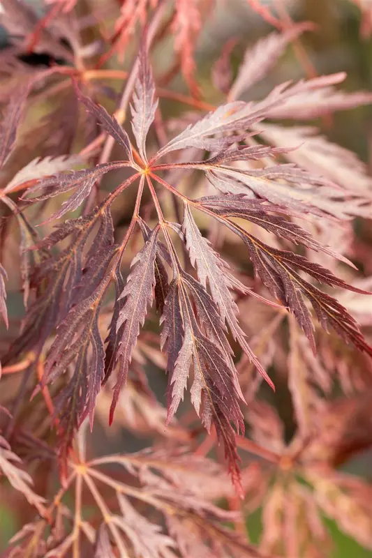 Acer palm. 'Inaba Shidare' 80-100   C35 EXTRA - afbeelding 4