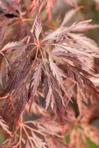 Acer palm. 'Inaba Shidare' HALFST. C375 EXTRA - afbeelding 4