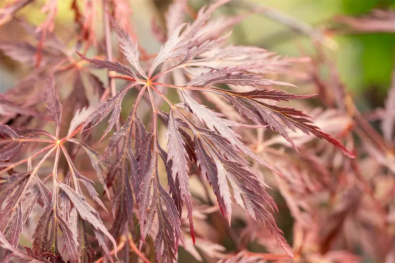 Acer palm. 'Inaba Shidare' HALFST. C375 EXTRA - afbeelding 3