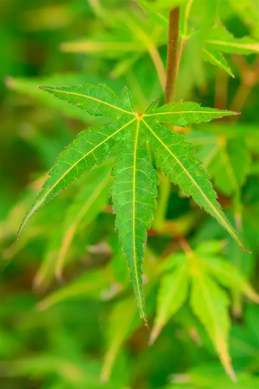 Acer palm. 'Katsura' 60- 80   C10 - afbeelding 4