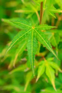 Acer palm. 'Katsura' 60- 80   C10 - afbeelding 4