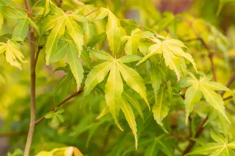 Acer palm. 'Katsura' 60- 80   C10 - afbeelding 1