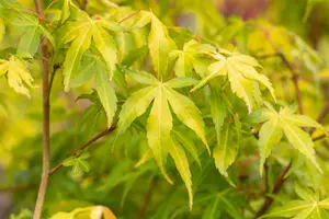 Acer palm. 'Katsura' 60- 80   C10