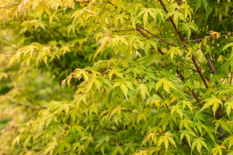 Acer palm. 'Katsura' 60- 80   C10 - afbeelding 2