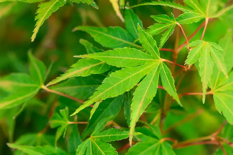 Acer palm. 'Katsura' 60- 80   C10 - afbeelding 3