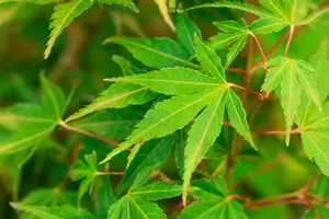 Acer palm. 'Katsura' 60- 80   C10 - afbeelding 3