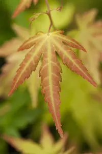 Acer palm. 'Orange Dream' 60- 80   C10 - afbeelding 3