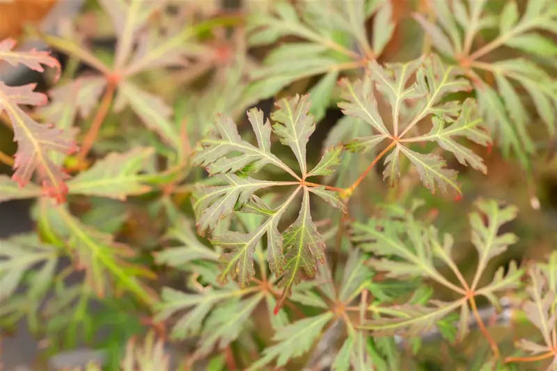 Acer palm. 'Orangeola' 125-150   C65 - afbeelding 5
