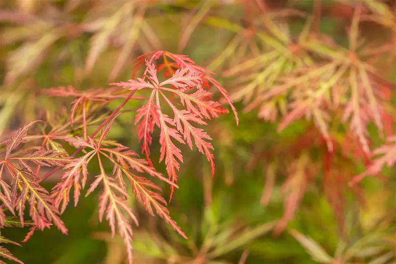 Acer palm. 'Orangeola' 150-175   C130 - afbeelding 2