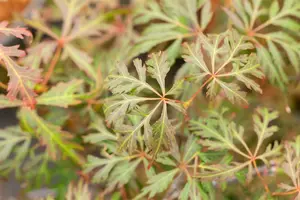 Acer palm. 'Orangeola' 150-175   C130 - afbeelding 5