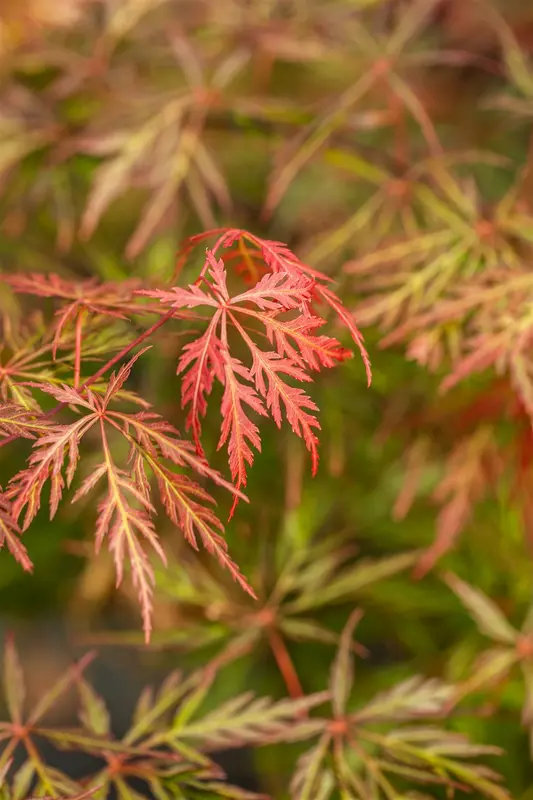 Acer palm. 'Orangeola' STAM/ 80 C65 - afbeelding 3