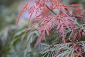 Acer palm. 'Orangeola' STAM/ 80 C65