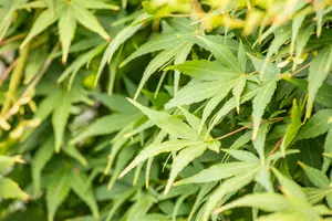 Acer palm. 'Ryusen'® HALFST.  C18