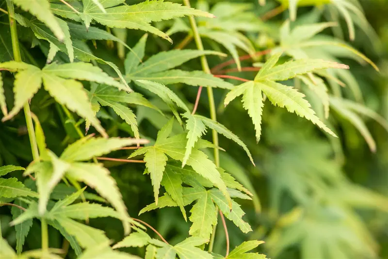 Acer palm. 'Ryusen'® HALFST. C18 - afbeelding 3