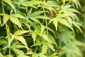 Acer palm. 'Ryusen'® HALFST. C18 - afbeelding 3