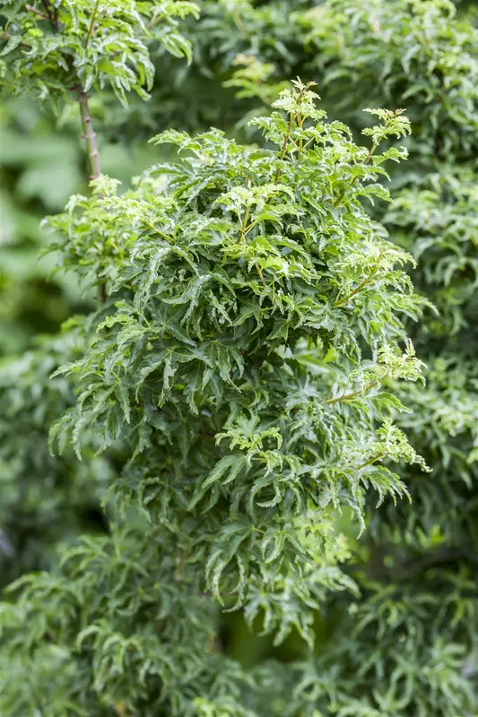 Acer palm. 'Shishigashira' 150-175   C70 - afbeelding 2