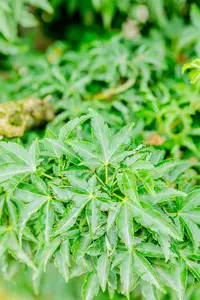 Acer palm. 'Shishigashira' 150-175   C70 - afbeelding 5