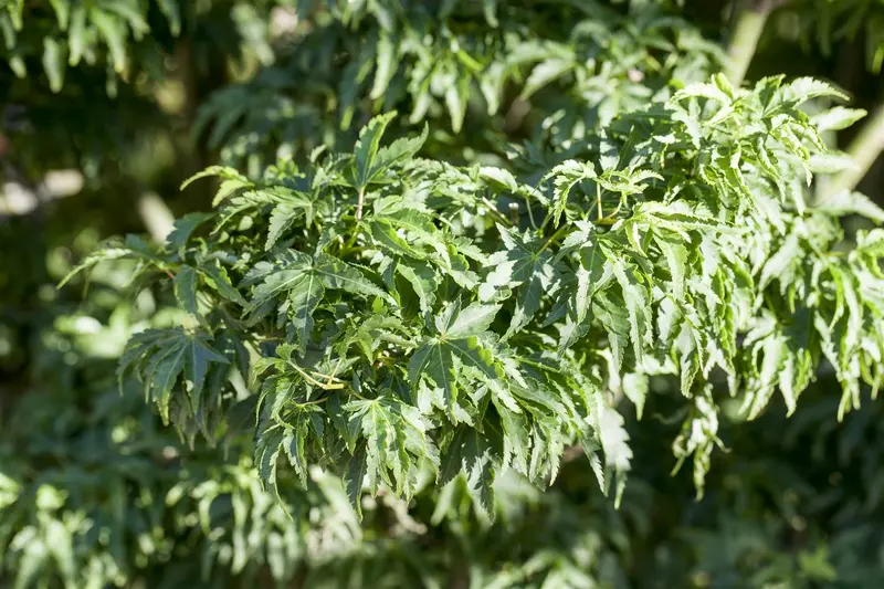 Acer palm. 'Shishigashira' 150-175   C70 - afbeelding 1