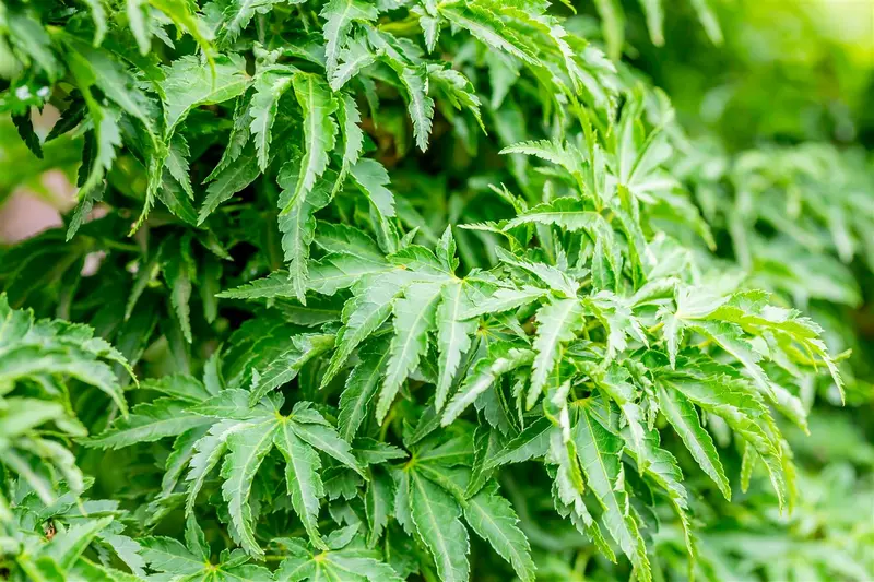 Acer palm. 'Shishigashira' 150-175   C70 - afbeelding 3