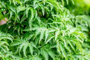 Acer palm. 'Shishigashira' 150-175   C70 - afbeelding 3