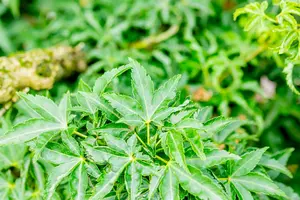 Acer palm. 'Shishigashira' 150-175   C70 - afbeelding 4