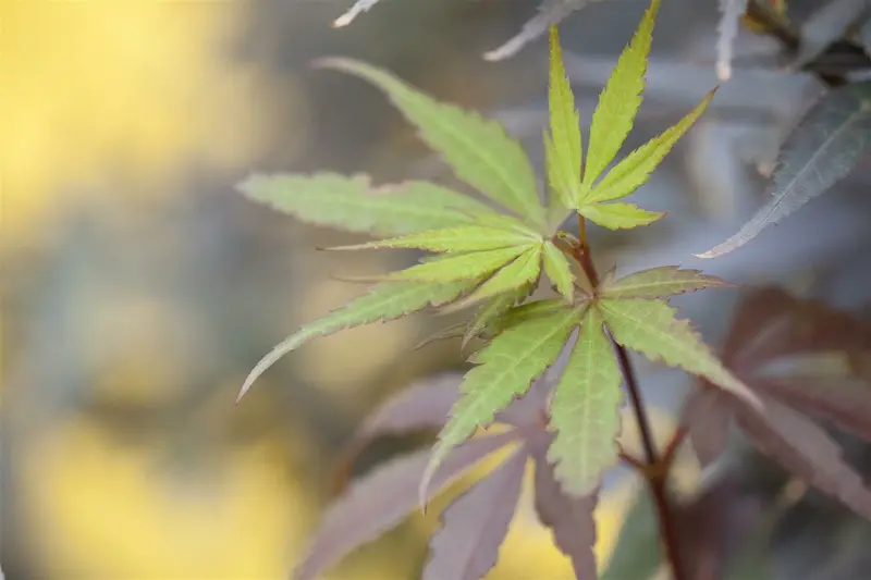 Acer palm. 'Skeeter's Broom' 175-200   C35 - afbeelding 2