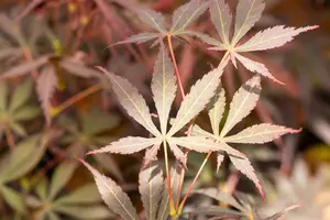 Acer palm. 'Sumi-nagashi' 175-200   C20