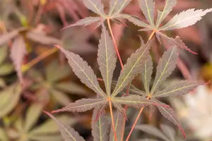 Acer palm. 'Sumi-nagashi' 175-200 C20 - afbeelding 2