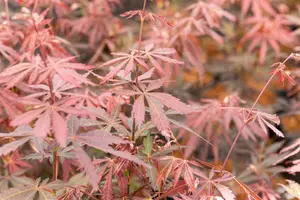 Acer palm. 'Sumi-nagashi' 175-200 C20 - afbeelding 5