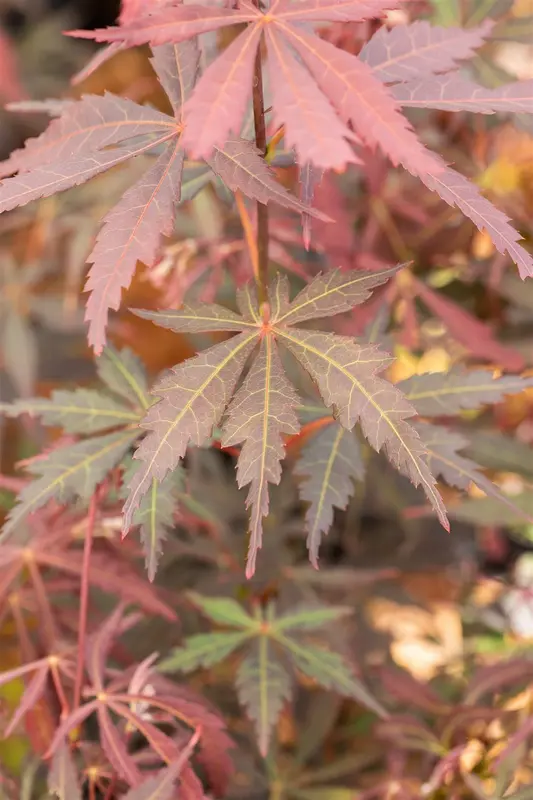 Acer palm. 'Sumi-nagashi' HALFST. C18 - afbeelding 4
