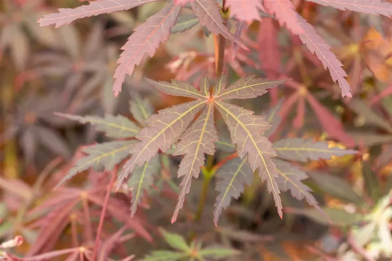 Acer palm. 'Sumi-nagashi' HALFST. C18 - afbeelding 3