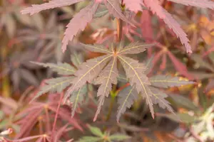 Acer palm. 'Sumi-nagashi' HALFST. C18 - afbeelding 3