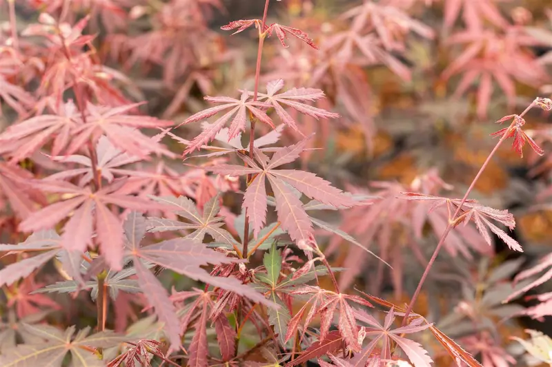 Acer palm. 'Sumi-nagashi' HALFST. C18 - afbeelding 5