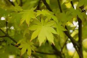 Acer palm. 'Summer Gold' 175-200   C35