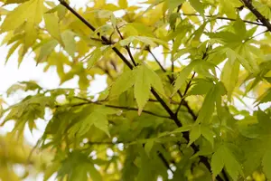 Acer palm. 'Summer Gold' 175-200   C35 - afbeelding 2