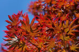 Acer palm. 'Trompenburg' 150-175   C25