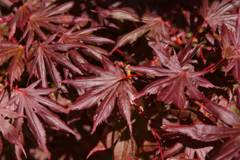 Acer palm. 'Trompenburg' 150-175 C25 - afbeelding 3